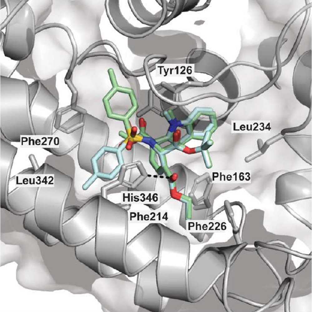 Identification of a Novel Pseudo-Natural Product Type IV IDO1 Inhibitor Chemotype