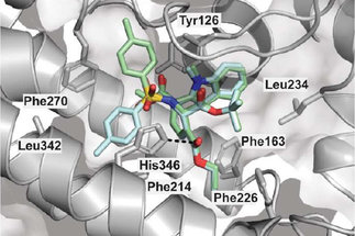 Identification of a Novel Pseudo-Natural Product Type IV IDO1 Inhibitor Chemotype