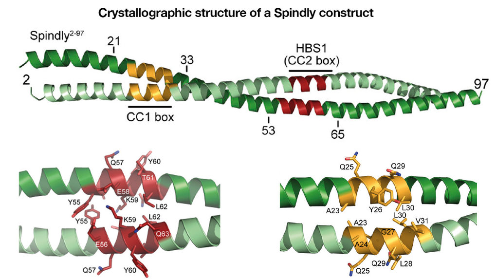 Conformational transitions of the Spindly adaptor underlie its interaction with Dynein and Dynactin