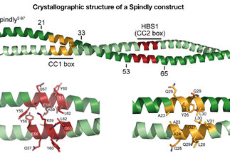 Conformational transitions of the Spindly adaptor underlie its interaction with Dynein and Dynactin