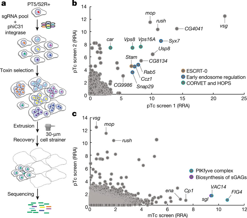 CRISPR screens in Drosophila cells identify Vsg as a Tc toxin receptor