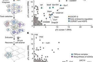 CRISPR screens in Drosophila cells identify Vsg as a Tc toxin receptor