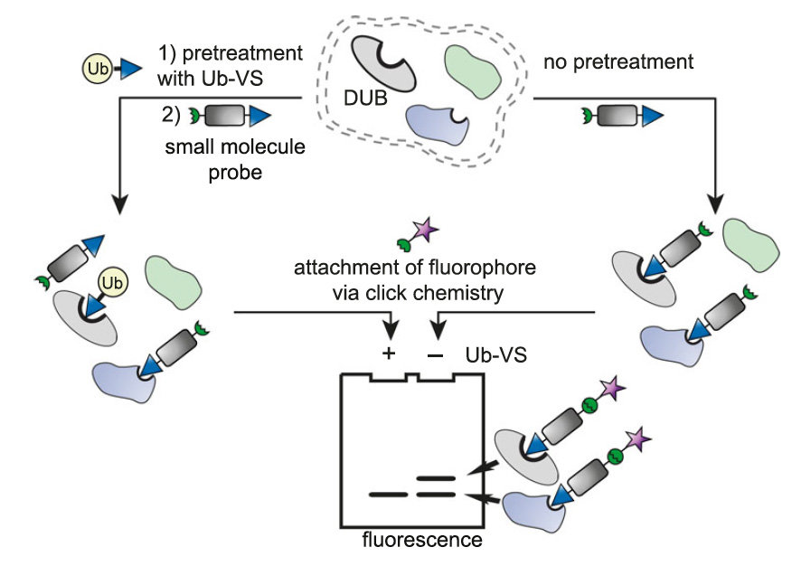 Structural basis for specific inhibition of the deubiquitinase UCHL1