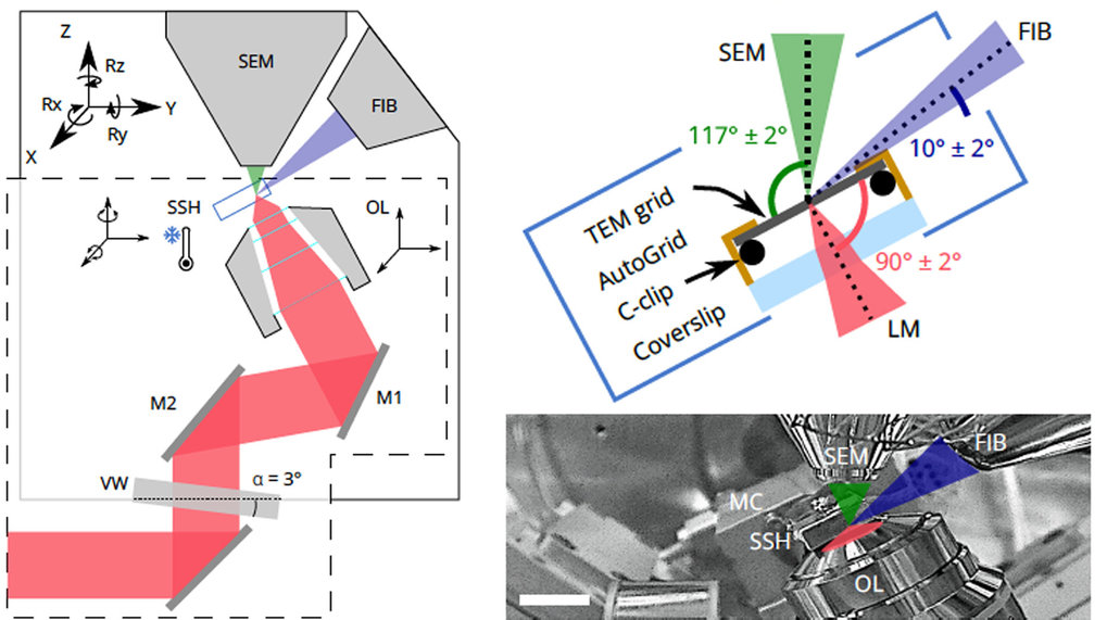 A cryogenic, coincident fluorescence, electron and ion beam microscope