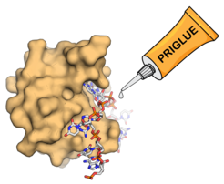 Funktionsweise der Molekularen Klebstoffe PRIGLUEs. PRIGLUE (orange) heftet ein Protein (links) an ein RNA-Molekül (mehrfarbig).