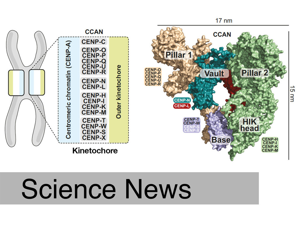 Structure of key protein for cell division puzzles researchers