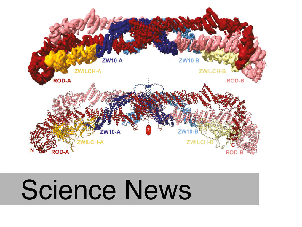 Crowning a quest into a very well-guarded secret: Structure of the kinetochore corona finally revealed
