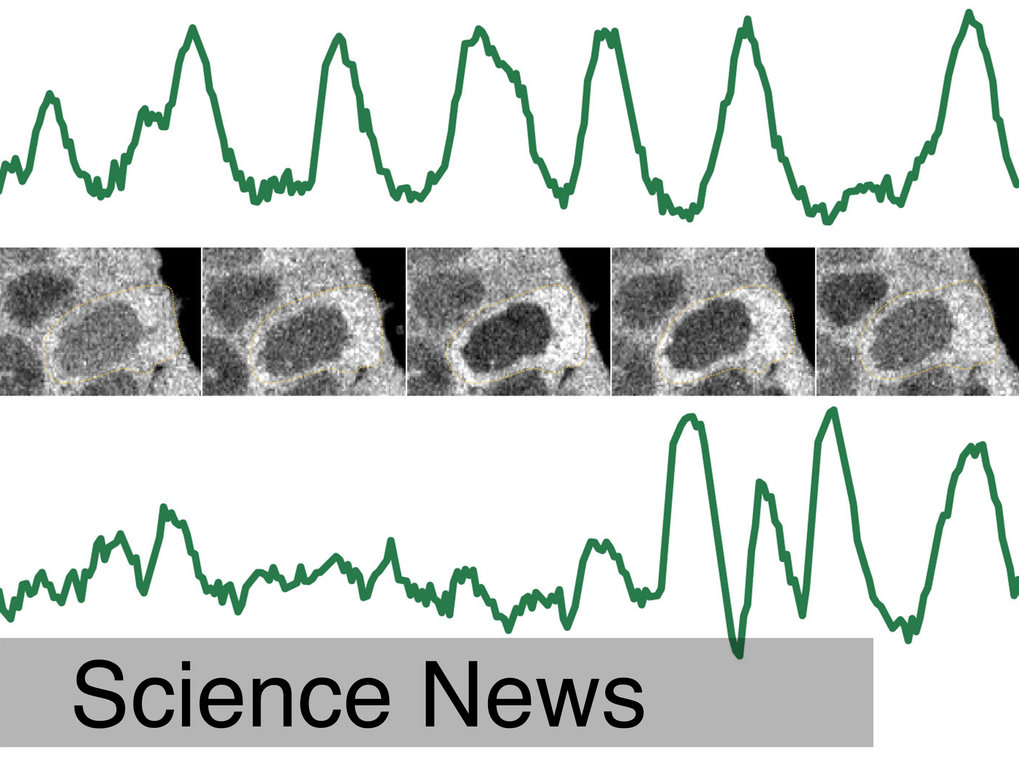 A new dimension in Stem Cell Signaling