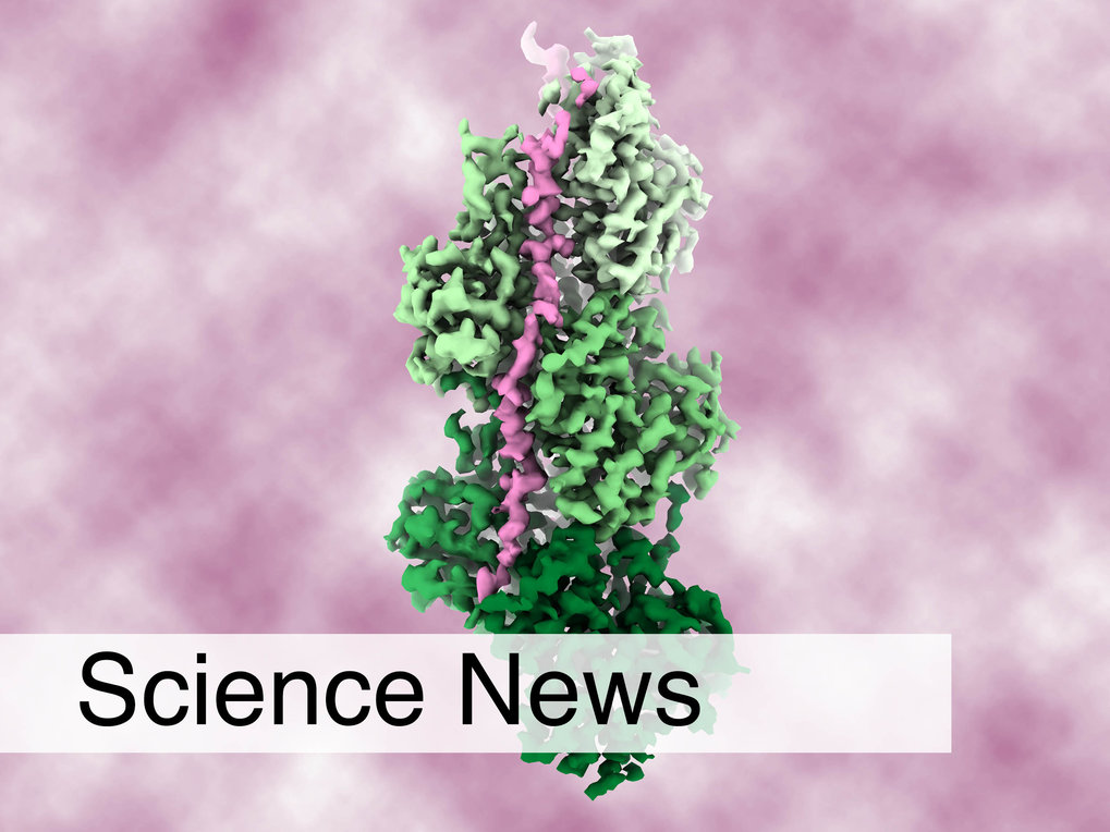 Nebel um Nebulin gelichtet!&nbsp; Erstes hochaufgelöstes 3D-Bild eines Muskelproteins