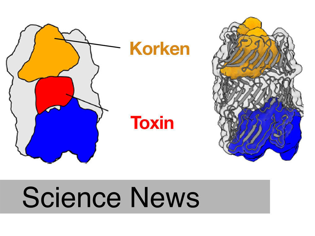 Bacteria&rsquo;s hidden weapon: toxins locked inside a capsule secured by a cork