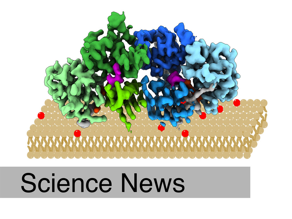 First 3D structure of regulator protein revealed