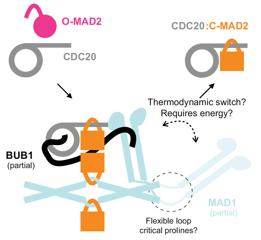 The structural flexibility of MAD1 facilitates the assembly of the Mitotic Checkpoint Complex