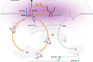 The EGFR phosphatase RPTP&gamma; is a redox-regulated suppressor of promigratory signaling.