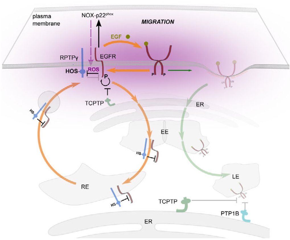 The EGFR phosphatase RPTP&gamma; is a redox-regulated suppressor of promigratory signaling.