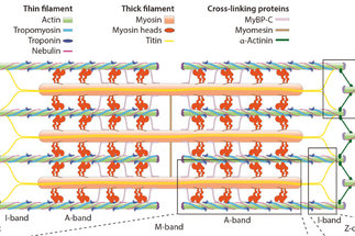 Structural Biochemistry of Muscle Contraction