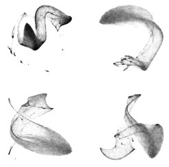 TomoTwin-Verarbeitungskarten für ein auf 2D abgeflachtes Tomogramm.