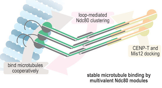 Stable kinetochore-microtubule attachment requires loop-dependent Ndc80-Ndc80 binding