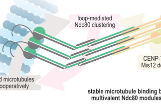 Stable kinetochore-microtubule attachment requires loop-dependent Ndc80-Ndc80 binding