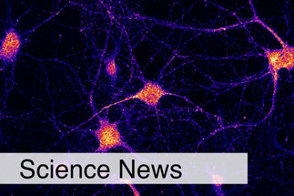 Logistik im Gehirn: Neuer Link erklärt mRNA-Transport in Gehirnzellen