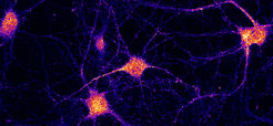© Schuhmacher et al. (2023) / MPI-CBG