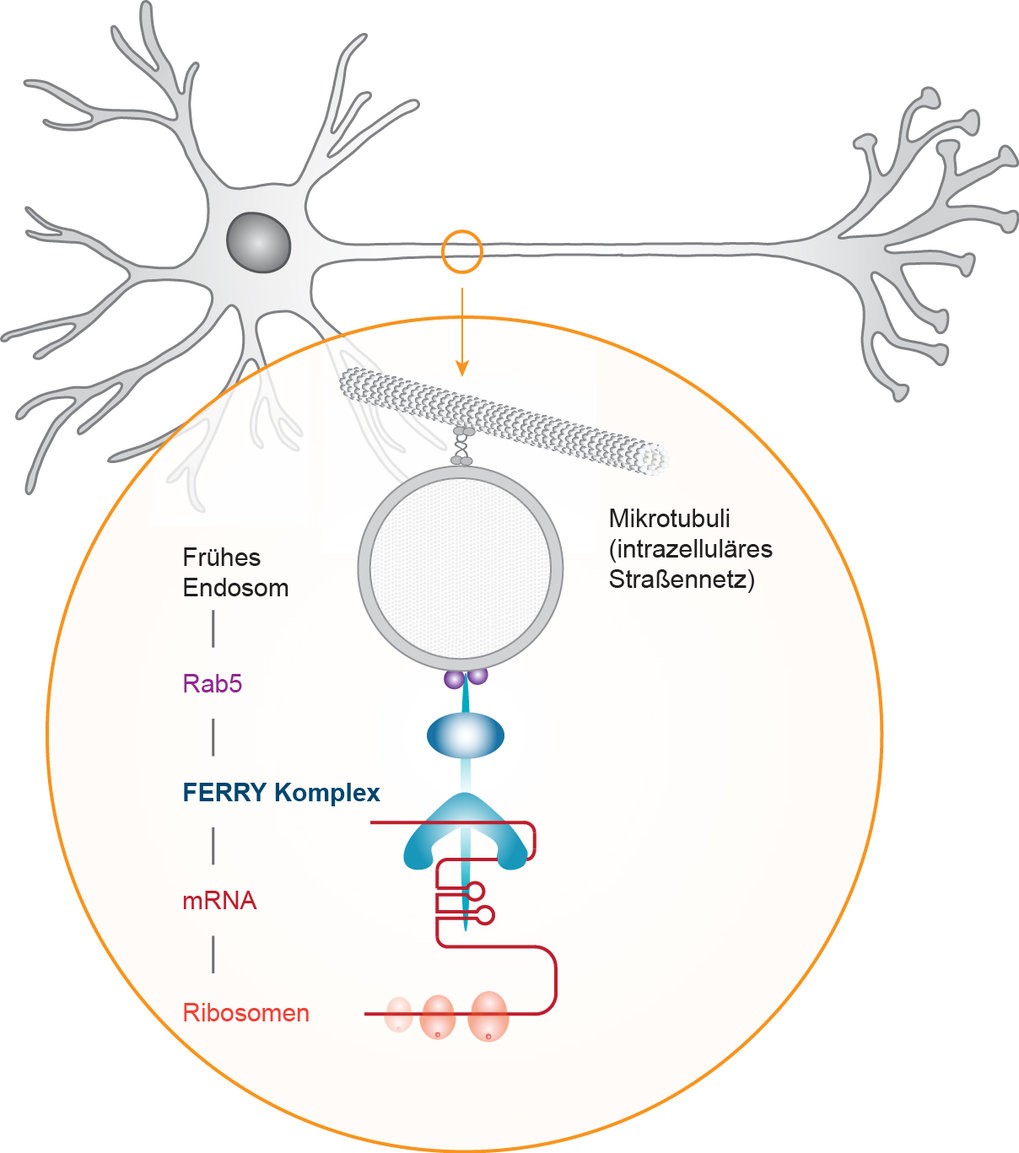 Structural basis of mRNA binding by the human FERRY Rab5 effector complex