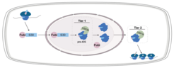 Schematic representation of the proposed two-tier processing of Fubi-S30 and the Fubi system.