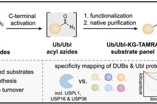 Native Semisynthesis of Isopeptide-Linked Substrates for Specificity Analysis of Deubiquitinases and Ubl Proteases