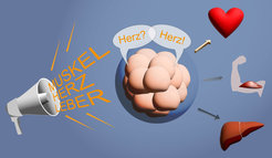 Stammzellen werden durch die Ausschüttung verschiedener Signalmoleküle während der Gastrulation instruiert bestimmte Zelltypen auszubilden. Sie können ihr Schicksal jedoch beeinflussen: Sie senden selbst Signalmoleküle aus und kommunizieren so miteinander.