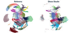 Einzelzell-Transkriptom Analyse einer embryonalen Referenzprobe im Vergleich zu mit FGF-instruierten Stammzellen aus dieser Studie. Die farblichen Punkte zeigen unterschiedlich differenzierte Zellen. Trotz Instruktion durch FGF (rechts) bilden sich Gruppen unterschiedlicher Zelltypen aus.
