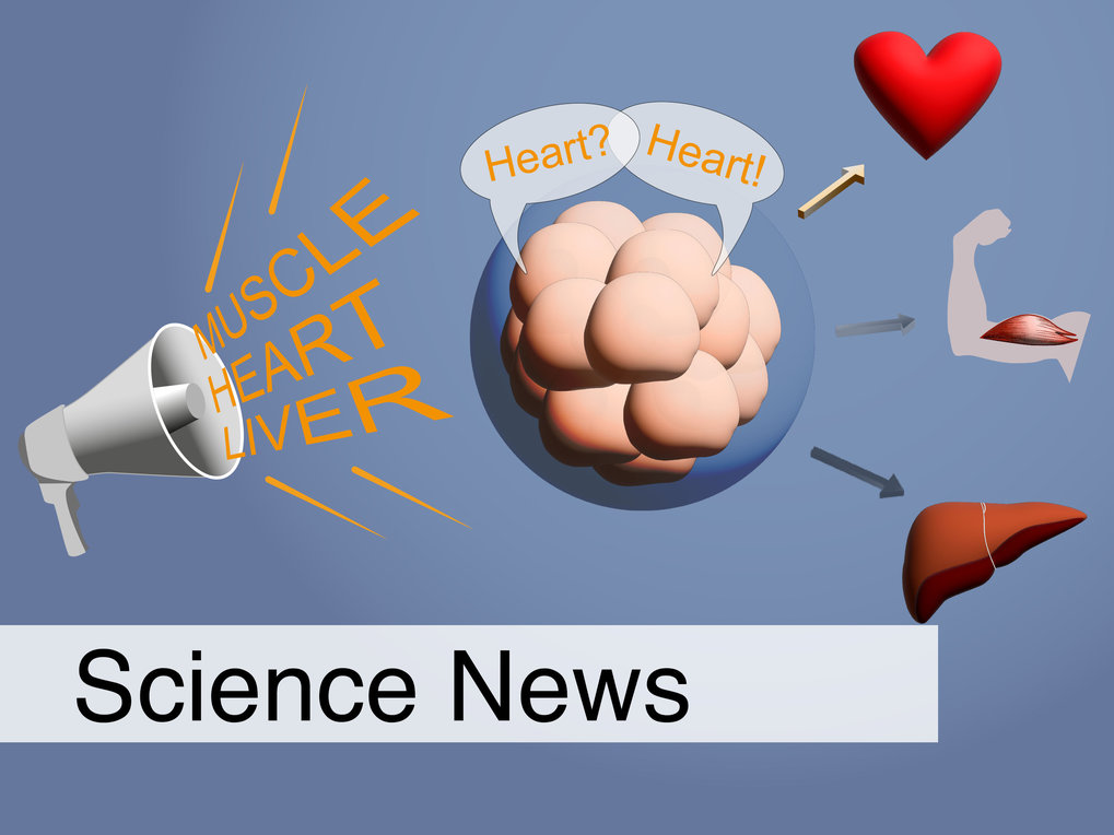 Career choice in stem cells: Predetermined or self-selected?