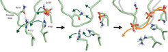 Backdoor opening in actin. Structural rearrangements insight actin result in movements (green arrows) that lead to the stepwise opening of the backdoor. This allows the release (orange arrows) of the phosphate (orange).