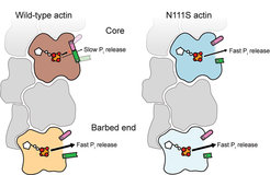 Model showing the release of phosphate in different parts of the actin filament. Actin subunits in the core of the wild-type actin have a rather closed backdoor whereas the backdoor in the ultimate subunits is open and phosphate can be released quickly. Mutation in the actin filament leads to an open back door in the core actin-subunits.