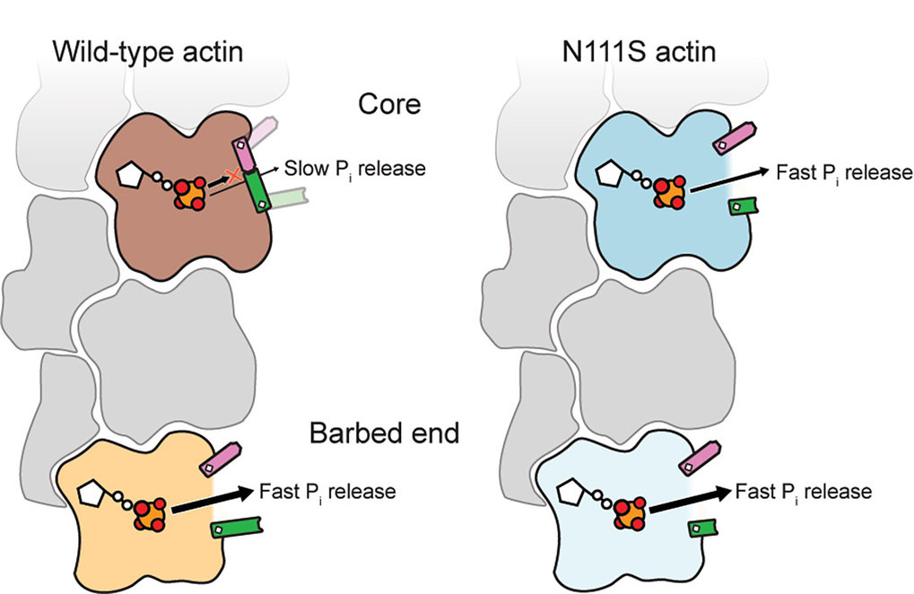 Molecular mechanisms of inorganic-phosphate release from the core and barbed end of actin filaments