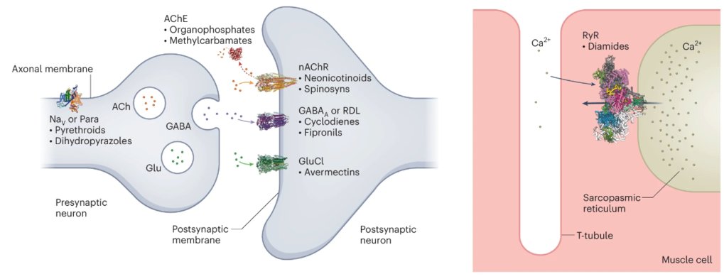 The modes of action of ion-channel-targeting neurotoxic insecticides: lessons from structural biology.&nbsp;