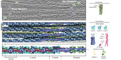 Thick filament structure in the relaxed cardiac sarcomere. The upper image shows a tomographic slice of a cardiac sarcomere. Thin filaments are marked with a green and thick filaments with a purple arrow. The middle image shows the reconstructed thick (purple) and thin (green) filaments. The lower image shows the structure of the thick filament spanning across several sarcomere regions. Scale bar shows 50 nm.