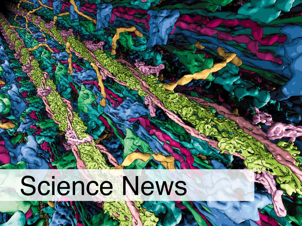

Illustration of the interacting thick and thin filaments in the cardiac sarcomere based on structural cryo electron-tomography data.