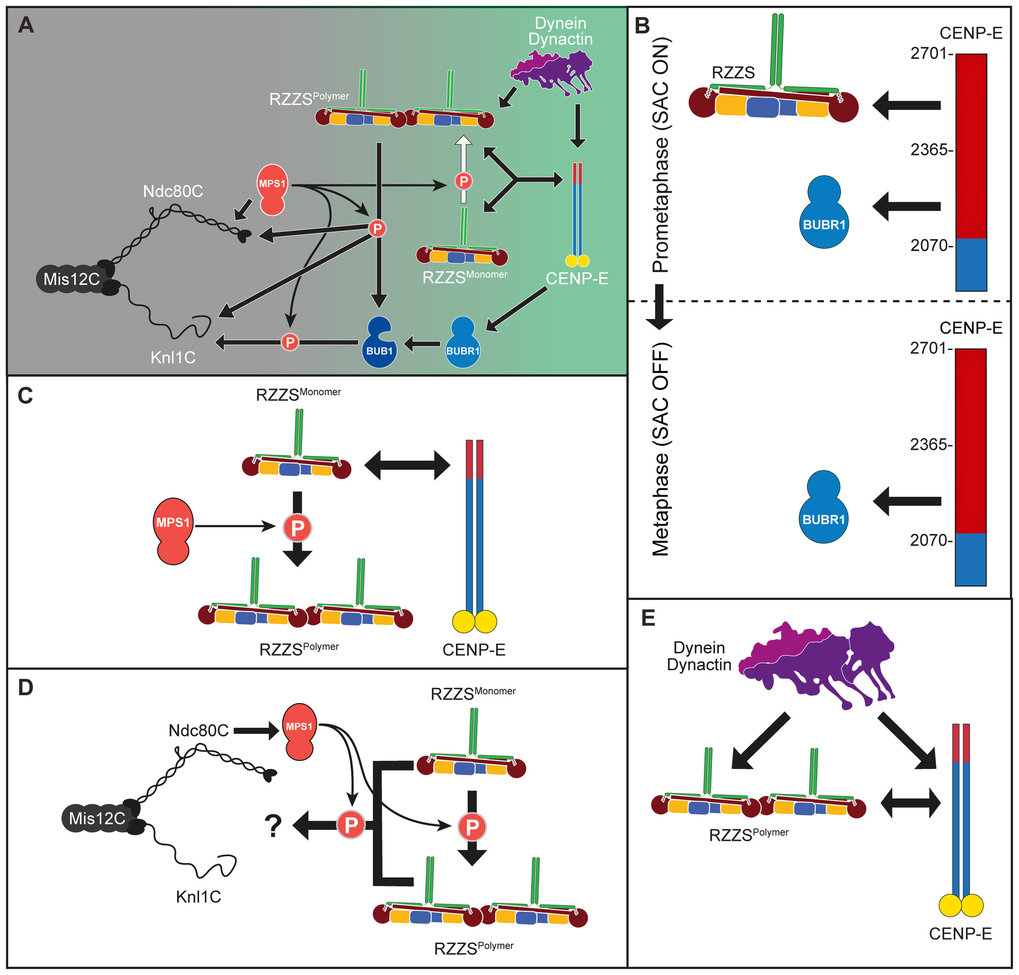 RZZ-Spindly and CENP-E form an integrated platform to recruit dynein to the kinetochore corona