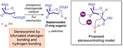 Cooperative bifurcated chalcogen bonding and hydrogen bonding as stereocontrolling elements for selective strain-release septanosylation.