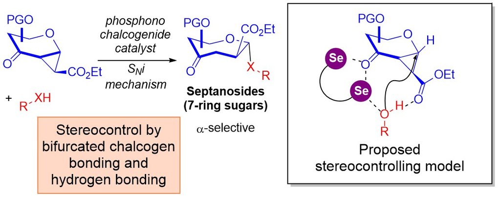 Cooperative Bifurcated Chalcogen Bonding and Hydrogen Bonding as Stereocontrolling Elements for Selective Strain-Release Septanosylation