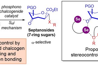 Cooperative Bifurcated Chalcogen Bonding and Hydrogen Bonding as Stereocontrolling Elements for Selective Strain-Release Septanosylation