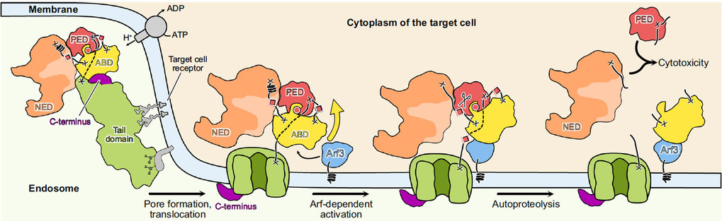 Structure and activation mechanism of the Makes caterpillars floppy 1 toxin