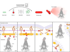 Modell für die Differenzierung von Soldatenzellen und die Freisetzung von YenTc. Oberes Bild: Naive Zellen verwandeln sich durch Aktivierung eines temperatursensitiven genetischen Schalters in Reaktion auf die Nährstoffe des Insektenwirts, die Temperatur und die erhöhte Zelldichte in Soldatenzellen. Eine pH-Änderung führt zur Aktivierung des Sekretionssystems und zur Freisetzung des Toxin-Cocktails. Unteres Bild: Die Schritte der YenTc-Freisetzung im Detail.