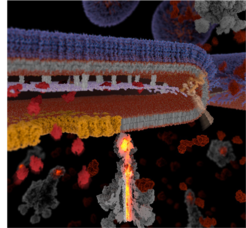 The exceptional secretion mechanism of Tc Toxins.