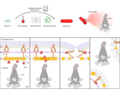 Model for differentiation of soldier cells and YenTc release. Upper image: Naive cells turn into soldier cells by activation of a temperature-sensitive genetic switch in response to insect host nutrients, temperature and increased cell density. A pH change leads to the activation of the secretion system and the release of the toxin cocktail. Lower image: The steps of YenTc release in detail.