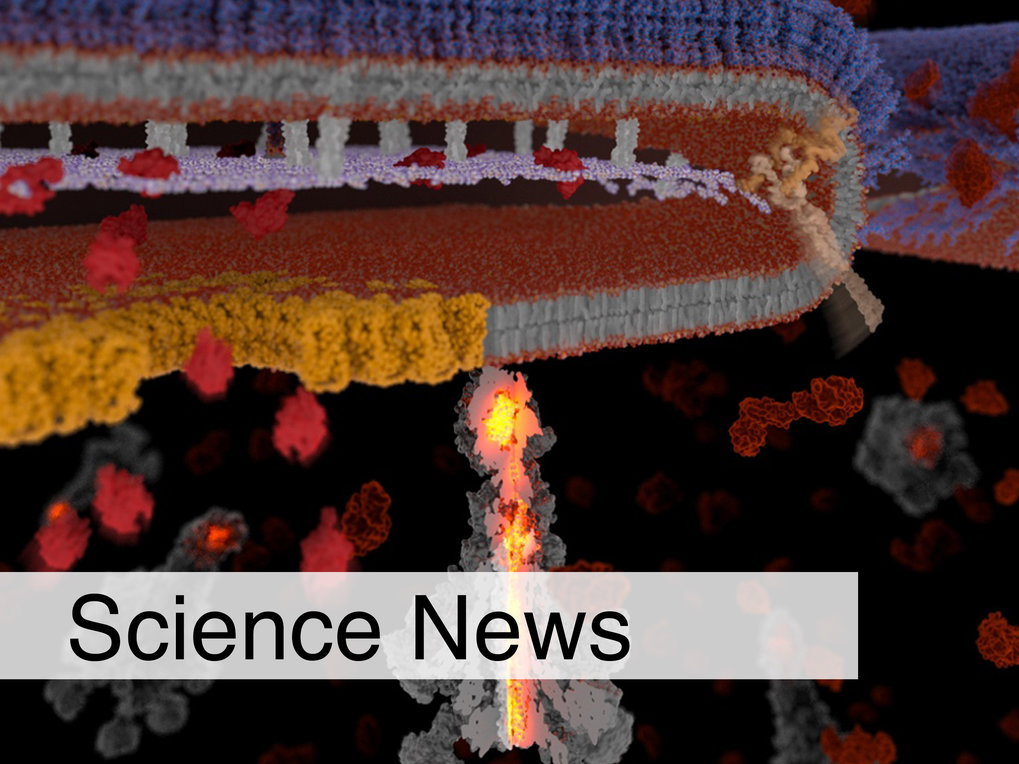 secretion mechanism of Tc Toxins.
