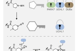 N-Cyanopiperazines as Specific Covalent Inhibitors of the Deubiquitinating Enzyme UCHL1
