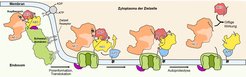 Wirkmechanismus des Mcf1-Toxins.