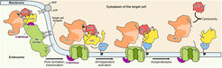 Mechanism of action of Mcf1 toxin. After binding of the toxin to as yet unknown receptors on the surface of the host cell, the toxin is endocytosed. Acidification of the endosome triggers a conformational change inside the 600 amino acid-long delivery region, which forms a pore and translocates the head region of the toxin inside the target cell. After translocation, a series of proteolysis reactions and cleavages, Mcf1 toxic payloads are released, which impair essential physiological pathways ultimately leading to cell death.