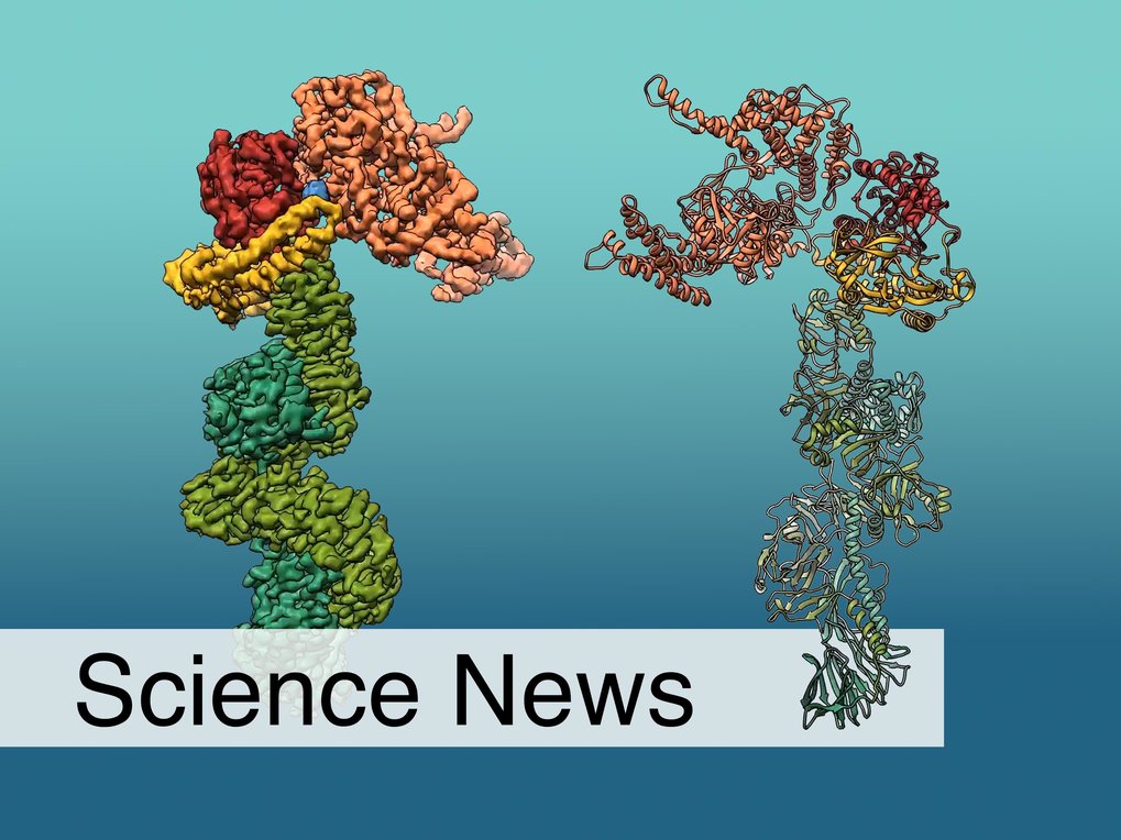 Two structures of Mcf1 which resembles a seahorse, lie facing each other in front of a green and blue background