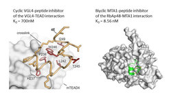 Figure 3: Macrocyclic peptidic “New Modalities” for modulation of protein-protein interaction.
